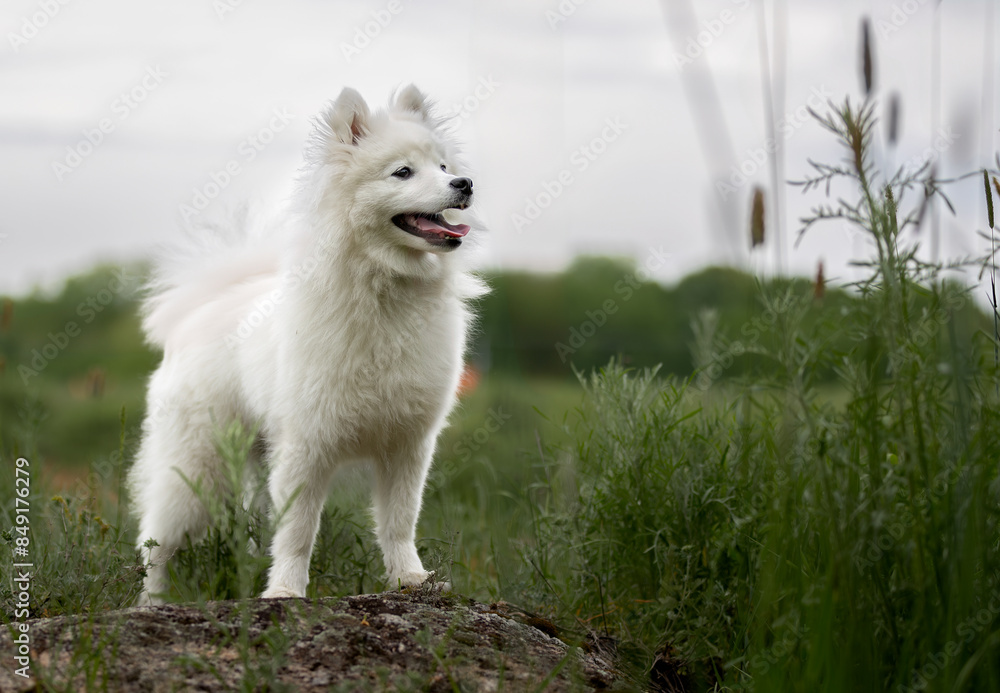 Cute Japanese spitz dog is standing on a stone in the field Cute Japanese spitz dog is standing on a stone in the field