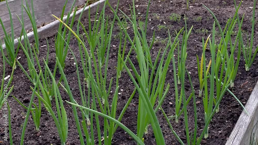 Close up of young green onion seedlings growing in soil at home garden Close up of young green onion seedlings growing in soil at home garden