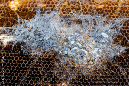 Fotografi Closeup of a wax moth infestation damaging a honeycomb frame in a beehive