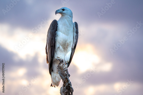 White-bellied sea eagle, Northern Territory, Australia