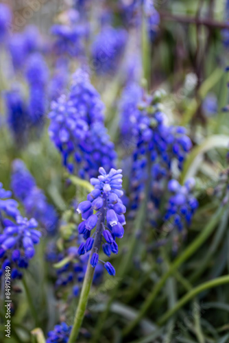 close up of a blue flower