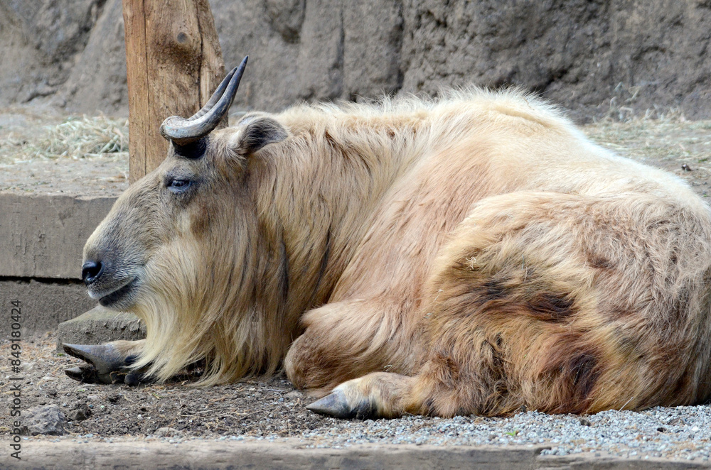 ゴールデンターキン