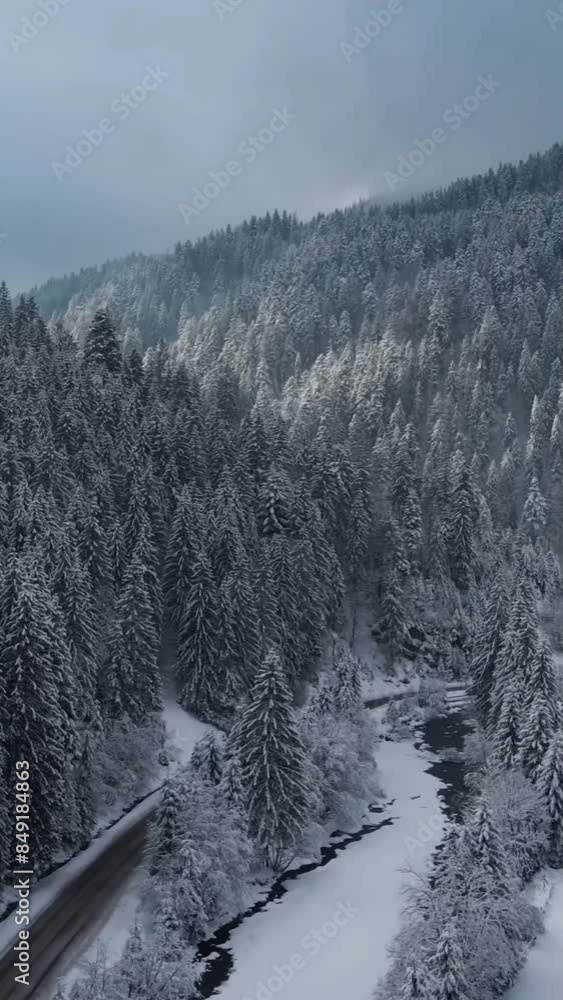 Aerial view of beautiful snow forrest during winter Aerial view of beautiful snow forrest during winter