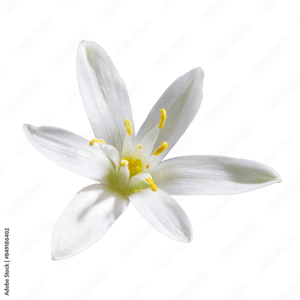 white flower with 6 petals in the shape of a lily, isolated on a white background white flower with 6 petals in the shape of a lily, isolated on a white background