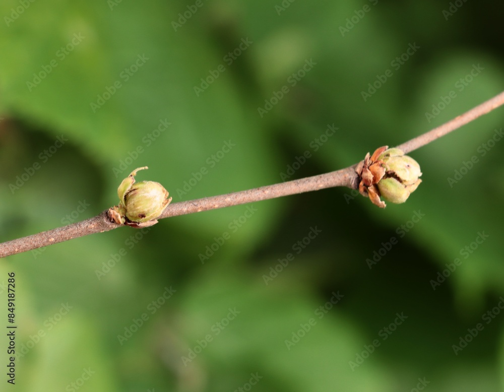 twig of hazel bush and growing small,early nuts close up twig of hazel bush and growing small,early nuts close up