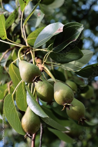 growing pears fruits at spring close up photo