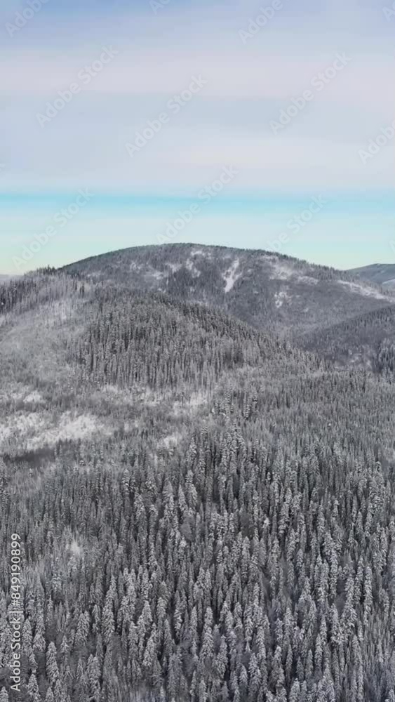 Aerial view of beautiful snow forrest during winter Aerial view of beautiful snow forrest during winter