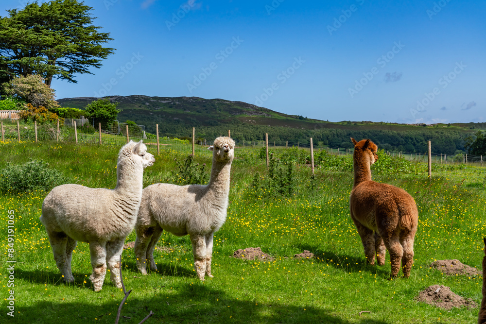 Naklejka premium walking around Conwy in North Wales