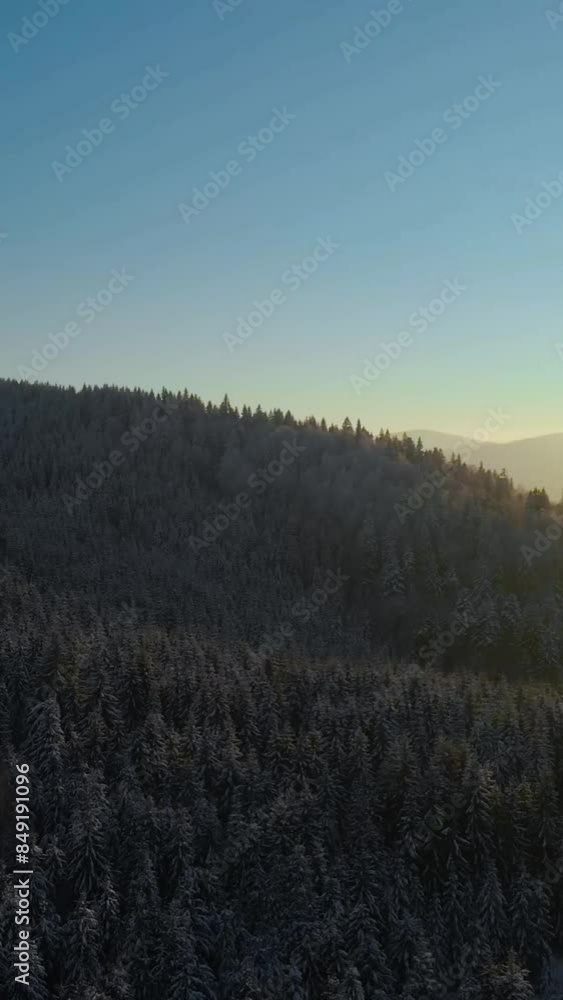 Aerial view of beautiful snow forrest during winter Aerial view of beautiful snow forrest during winter