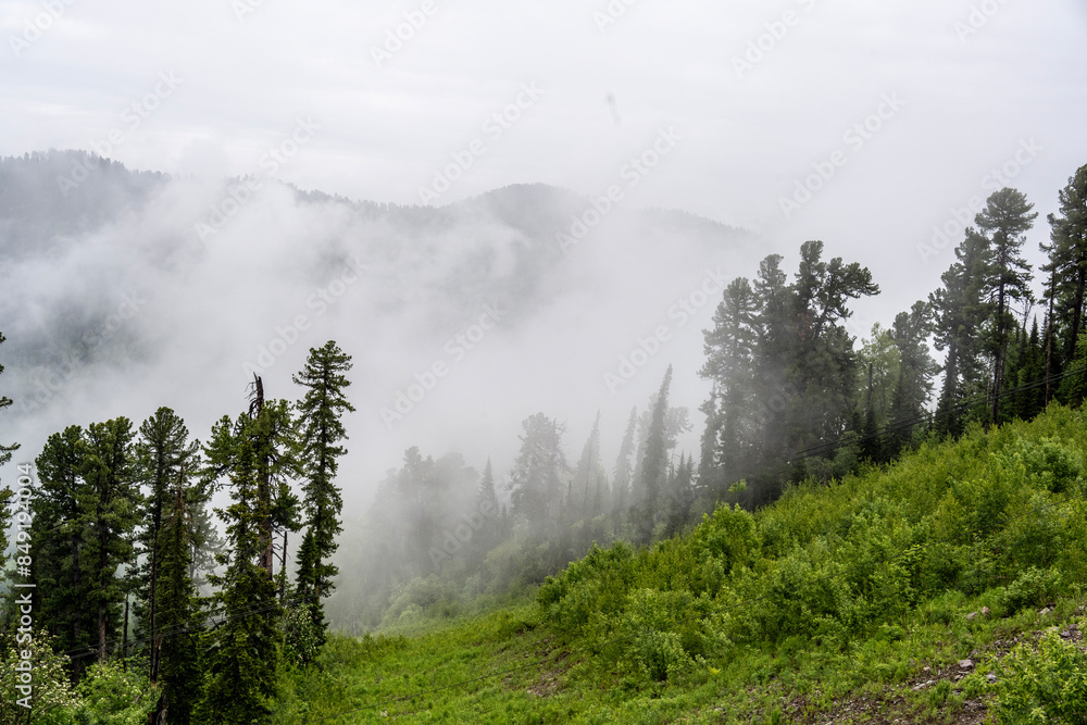 landscape of mountains and pine forest in thick summer fog in the area of Lake Teletskoye in Altai landscape of mountains and pine forest in thick summer fog in the area of Lake Teletskoye in Altai