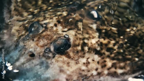 Thornback ray swimming on the sea surface close-up photo