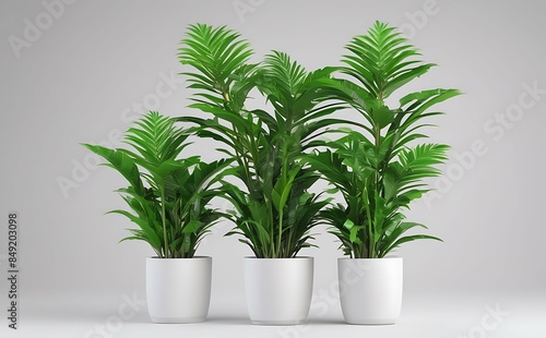 A lush green potted plants on white background.