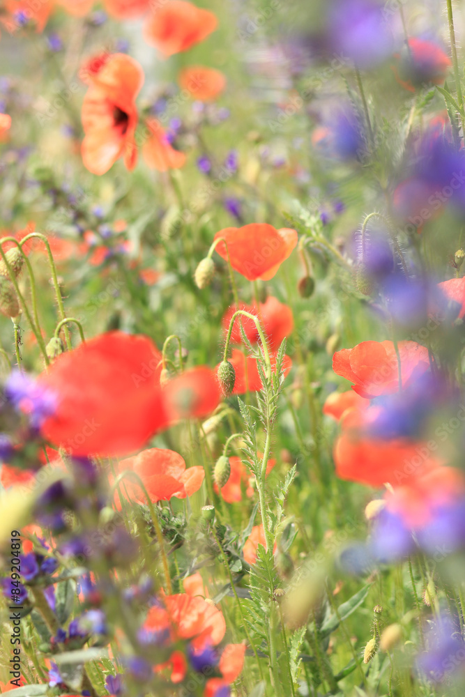 Obraz premium Red poppy. Flowers on a lawn or clearing. Spring flowers, natural background. Beautiful poppy blossoms on a sunny day. Flowers close up. Papaver rhoeas