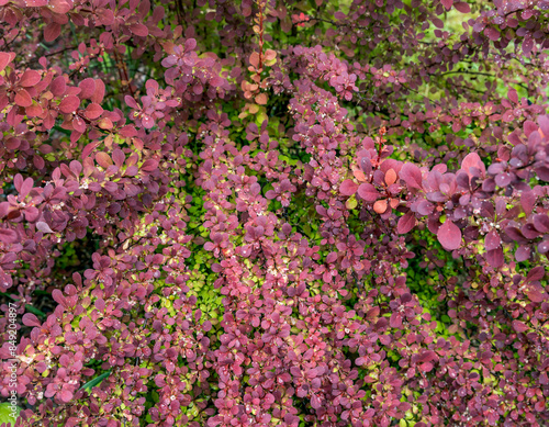 Wallpaper Mural A close-up view of a vibrant barberry bush, its leaves a tapestry of deep crimson and emerald green, each one glistening with morning dew. Torontodigital.ca