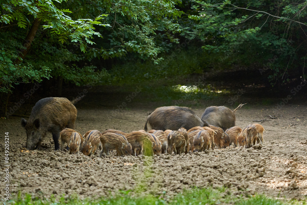 Wild hogs in the forest