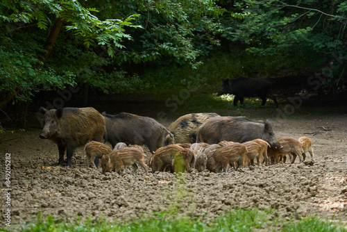 Wild hogs in the forest