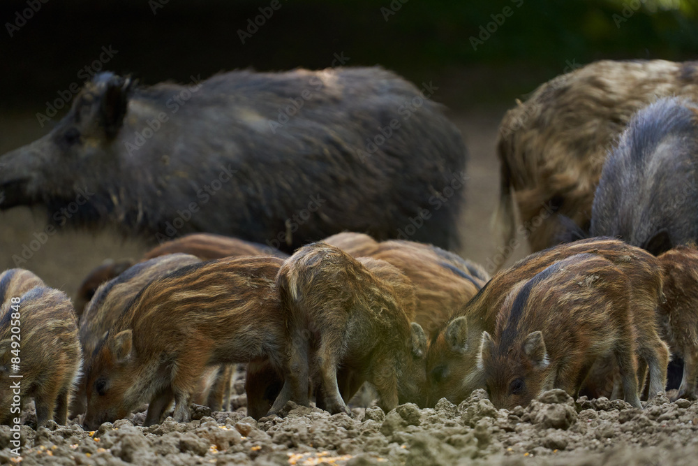 Wild hogs in the forest