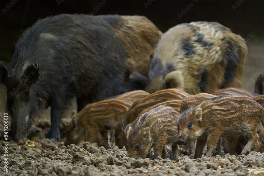 Wild hogs in the forest Wild hogs in the forest