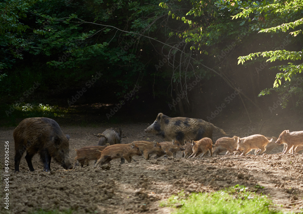 Wild hogs in the forest