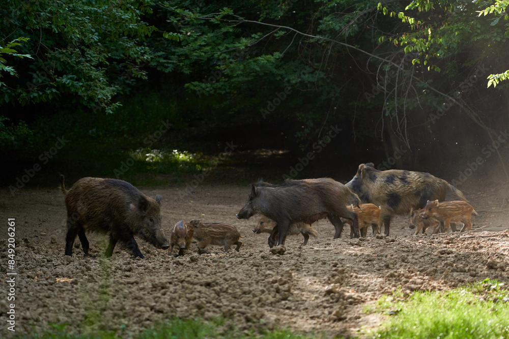 Wild hogs in the forest Wild hogs in the forest