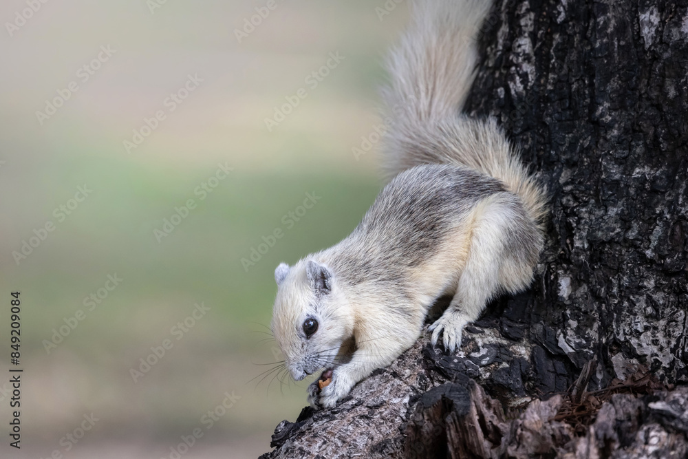 Naklejka premium squirrel eating bean on tree trunk in forest park, blank area for copyspace