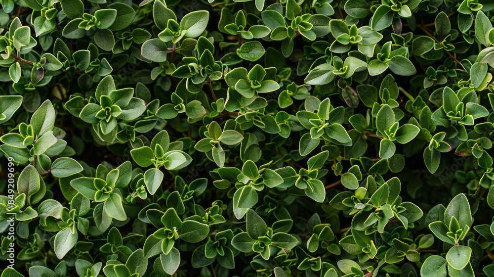 Close-up of lush green thyme leaves creating a natural and fresh background. Perfect for herb, garden, or nature-related imagery. Close-up of lush green thyme leaves creating a natural and fresh background. Perfect for herb, garden, or nature-related imagery.