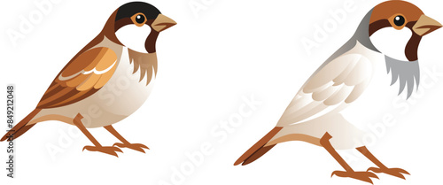 two birds on a white background 