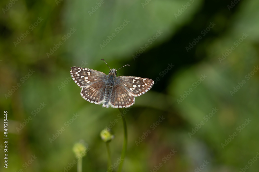 Yellow Banded Hoppy butterfly - Pyrgus sidae Yellow Banded Hoppy butterfly - Pyrgus sidae