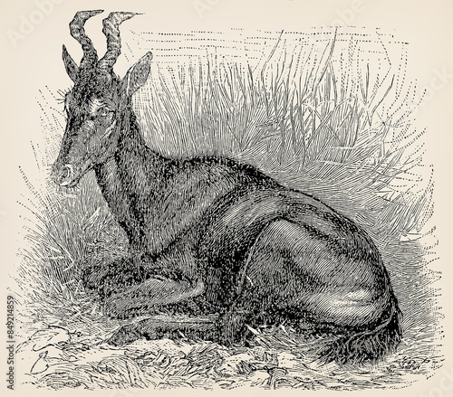 The hartebeest (Alcelaphus buselaphus). Antique stylized illustration. photo