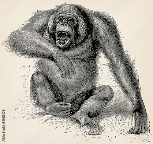 The orangutan (Simia satyrus). Antique stylized illustration. photo