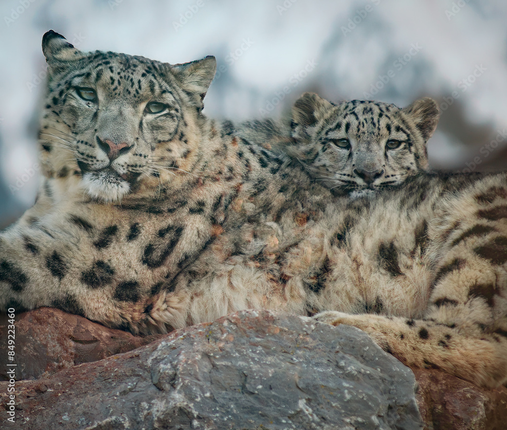 Naklejka premium snow leopard cub