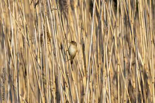 reed warbler in the reeds photo