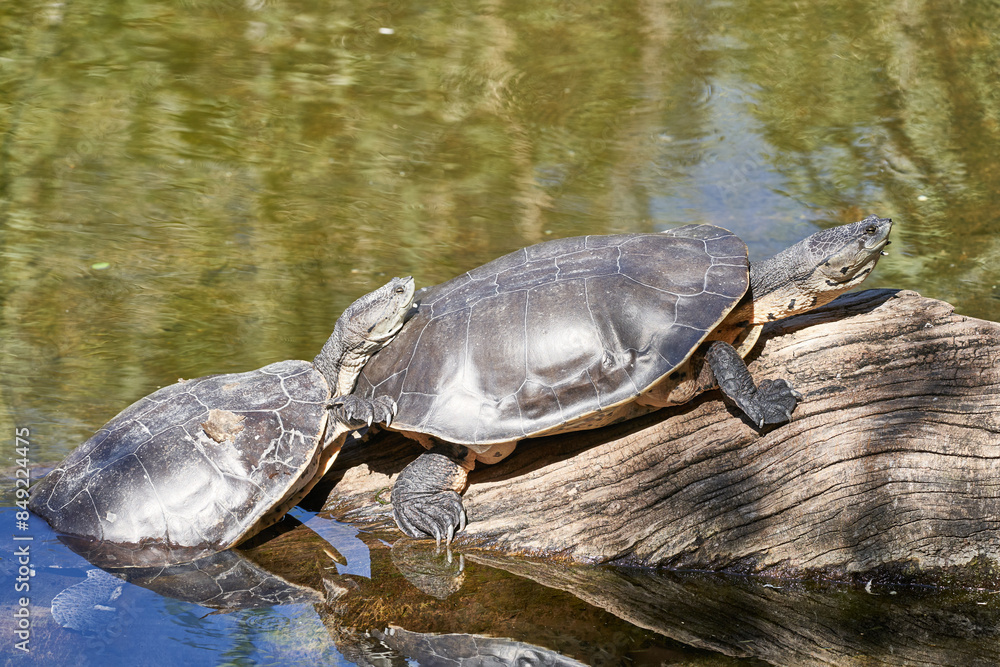 Obraz premium Different animals such as crocodiles, turtles, parrots, parrots, vipers, swans, exotic fish, herons in a reservoir park