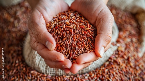 The hands holding red rice photo