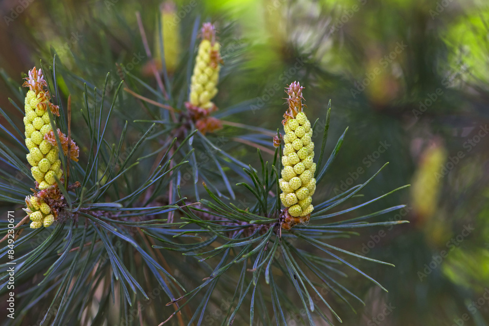 pinus resinosa. young tender cones on a pine branch in the forest. Closeup of Red Pine, Pinus resinosa, Male Pollen Cone, Pinecone, in Early Spring. natural background, medicinal, fragrant needles pinus resinosa. young tender cones on a pine branch in the forest. Closeup of Red Pine, Pinus resinosa, Male Pollen Cone, Pinecone, in Early Spring. natural background, medicinal, fragrant needles