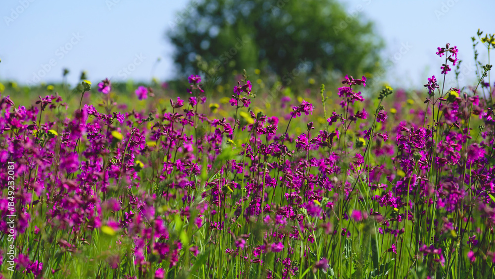 Naklejka premium background with bright flowers on the field Viscaria vulgaris. Landscape with blooming purple, magenta and pink sticky catch of Viscaria vulgaris, field with tree in the background. selective focus