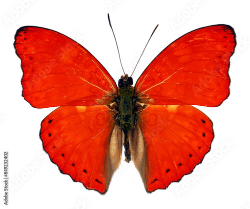 Red  butterfly Cymothoe excelsa isolated on transparent, close-up, macro. Design element. Nymphalidae, collection butterflies, insects.