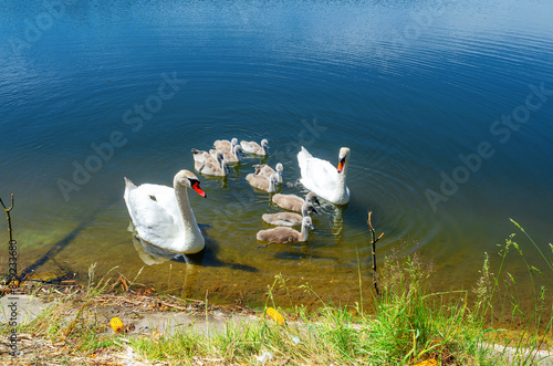 Fototapeta Naklejka Na Ścianę i Meble -  Two white swans swim near the shore of blue lake with chicks. Environmental protection. Reserves.