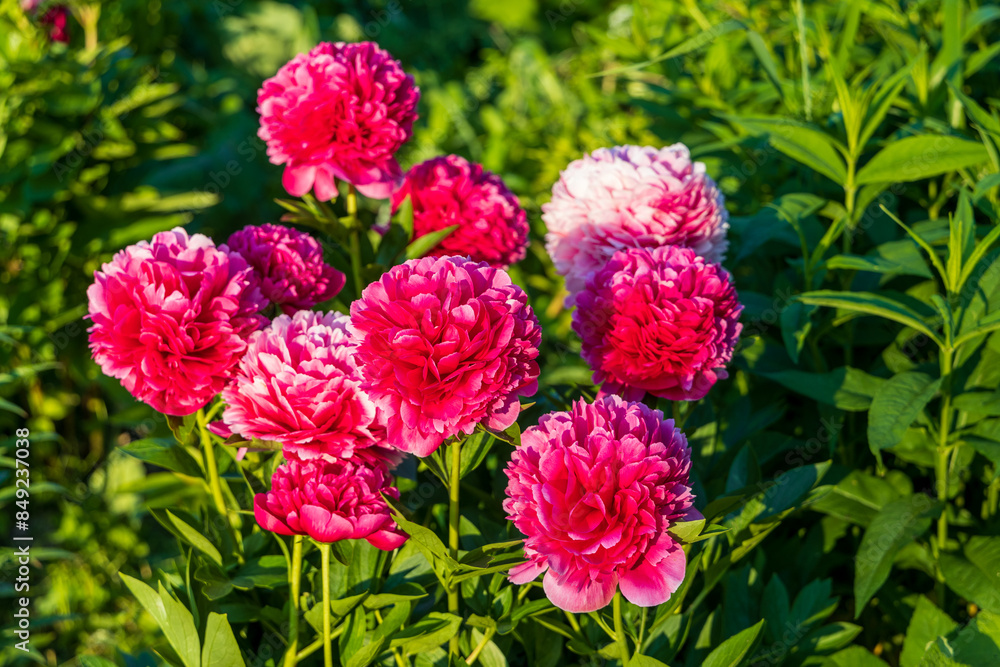 Flower double deep pink peony Mary Jo Legare, blooming paeonia lactiflora in summer garden Flower double deep pink peony Mary Jo Legare, blooming paeonia lactiflora in summer garden