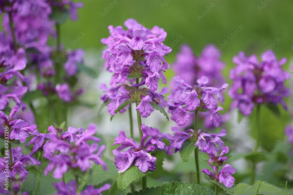 Stachys betonica macrantha. Big Betony purple flower.