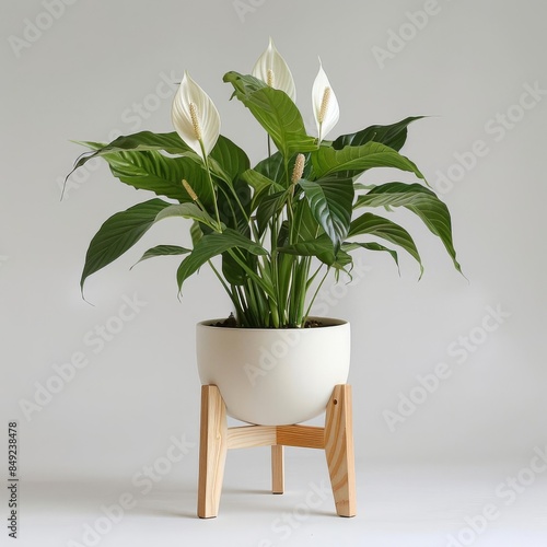 A beautiful and elegant photo of a peace lily plant in a ceramic pot with a natural wooden stand photo