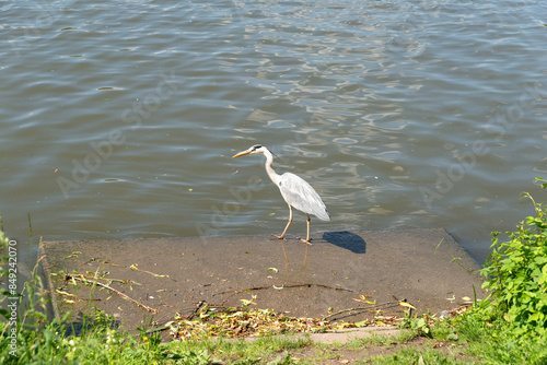 Ein Graureiher an der Aasee, Münster, Westfalen photo