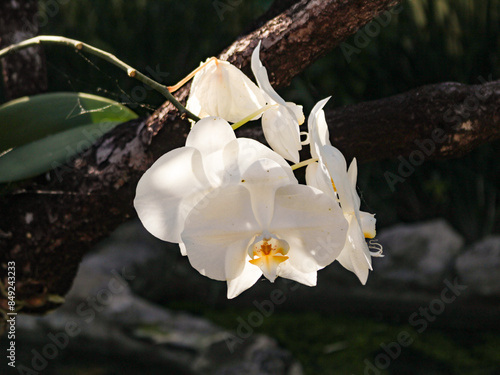  A White Phalaenopsis Orchid, with a blurred background. 