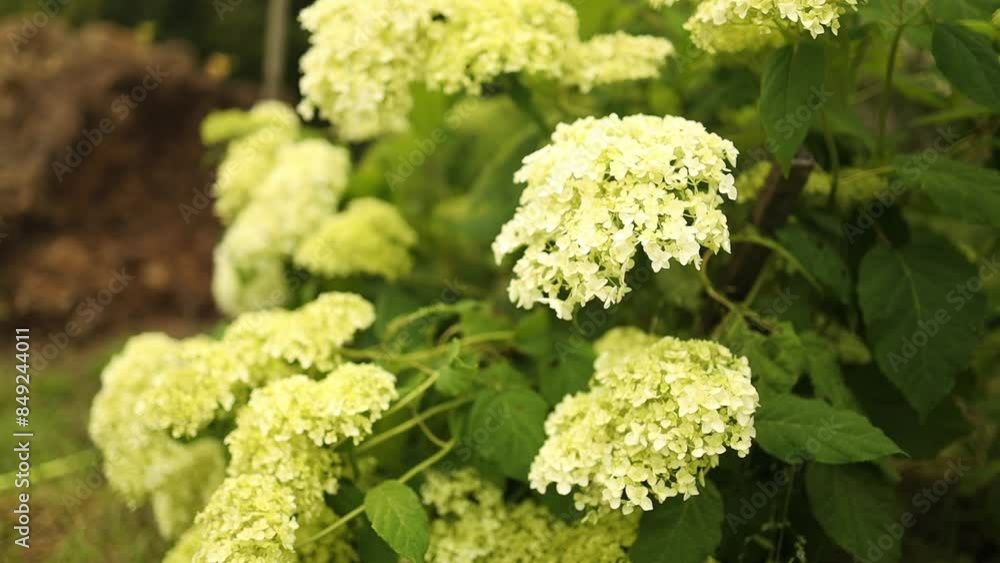 White hydrangea flowers are blooming in summer in town garden . Aesthetic path near the house. High quality FullHD footage White hydrangea flowers are blooming in summer in town garden . Aesthetic path near the house. High quality FullHD footage