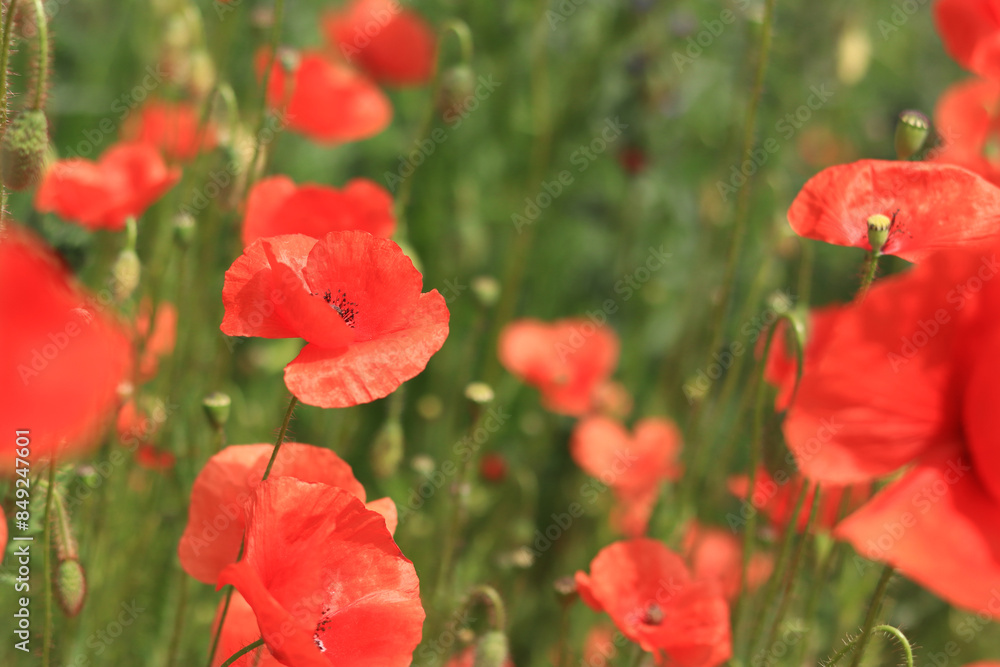 Fototapeta premium Red poppy. Flowers on a lawn or clearing. Spring flowers, natural background. Beautiful poppy blossoms on a sunny day. Flowers close up. Papaver rhoeas