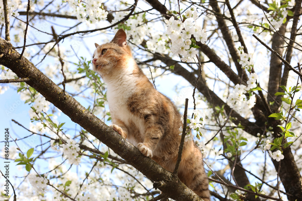 Cute cat on blossoming spring tree outdoors Cute cat on blossoming spring tree outdoors