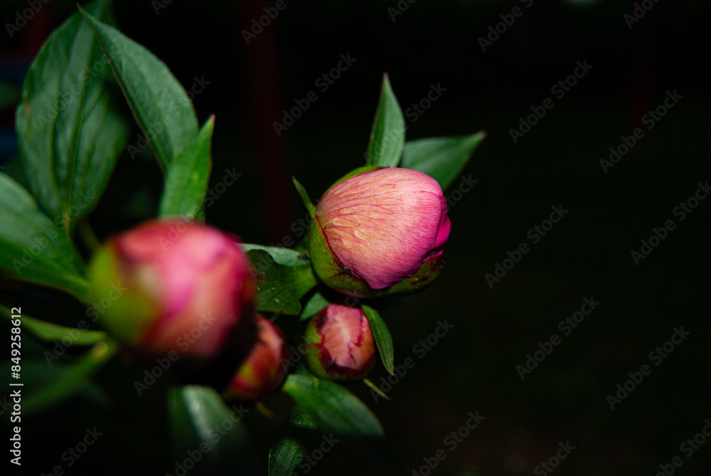 A soft, blurred image of a delicate pink peony bud set against a dramatic black background. A soft, blurred image of a delicate pink peony bud set against a dramatic black background.