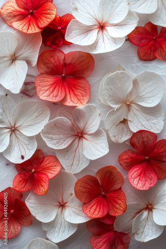 Simple photo of white and red hydrangeas on a clean, neutral background,