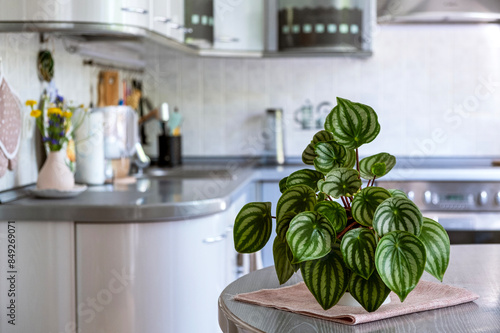 Peperomia watermelon stands in in a flowerpot on the kitchen table. Decorating the interior of the house with live plants. Selective focus