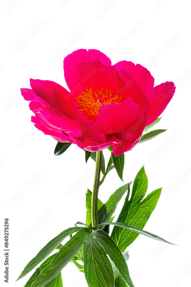 fresh peony on the white background fresh peony on the white background